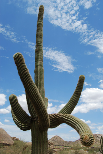 Pinnacle Peak