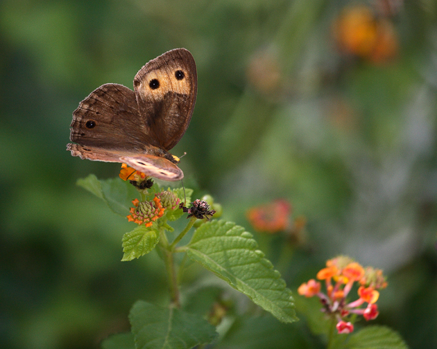 Common Wood-Nymph wings ajar.jpg