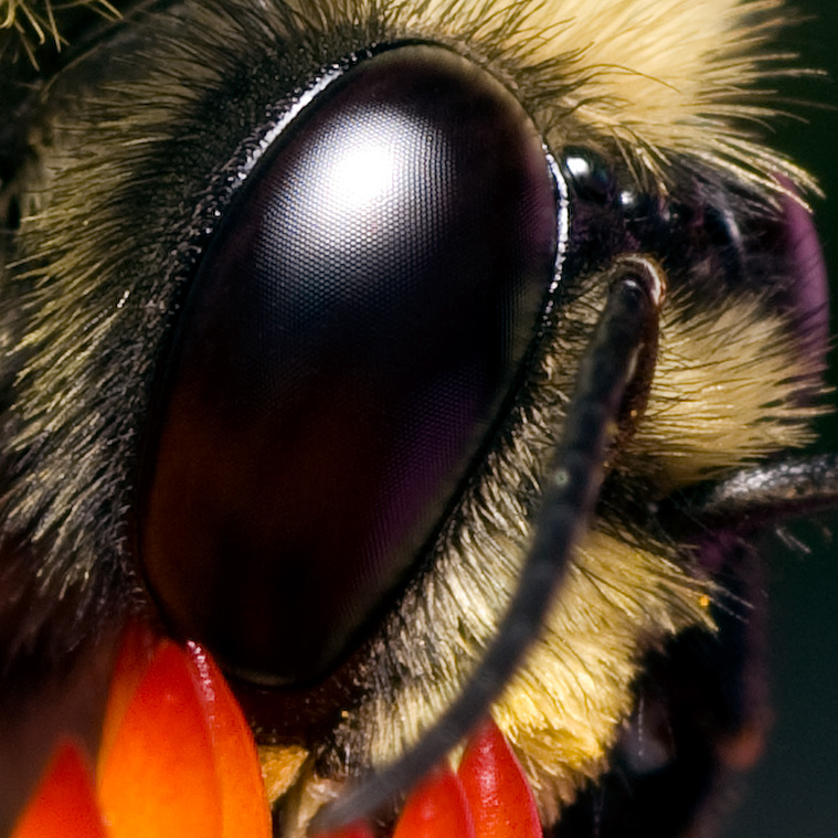 Bee on coneflower 4968 100% crop (V70)