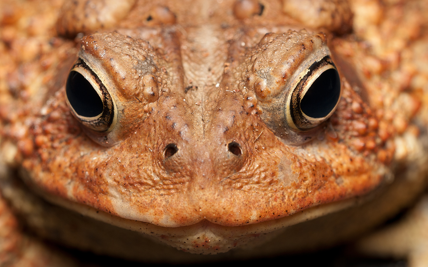 Smiling toad 6988 (V72)
