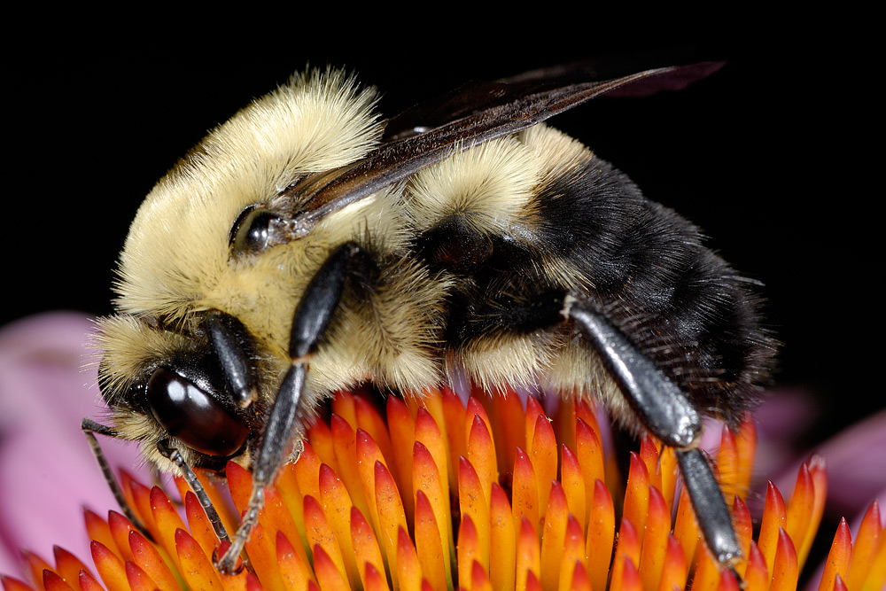 Bee 3973 (V65)