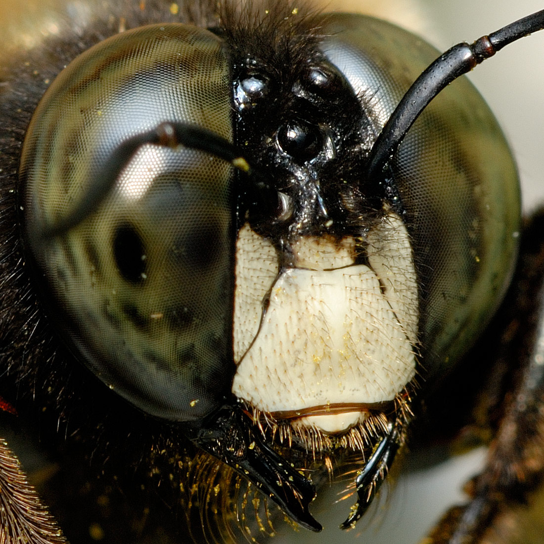 Bumblebee face 4299 (V66)