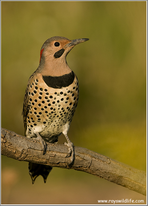 Northern Flicker 5