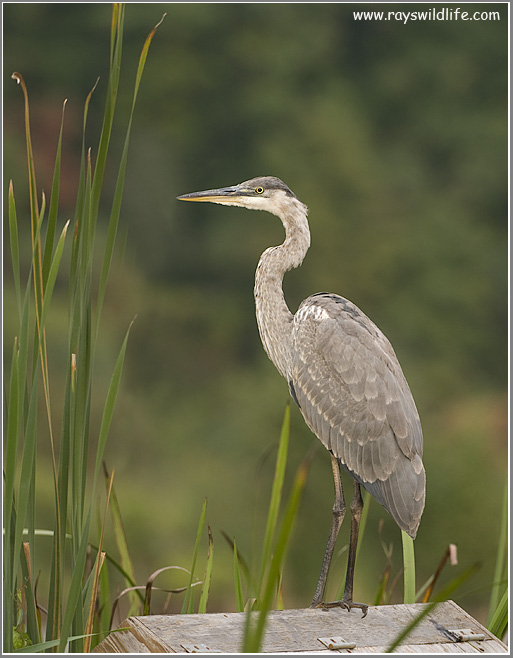 Great Blue Heron 84