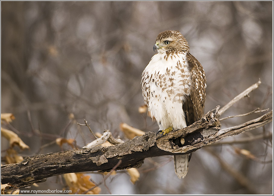 Red-tailed Hawk