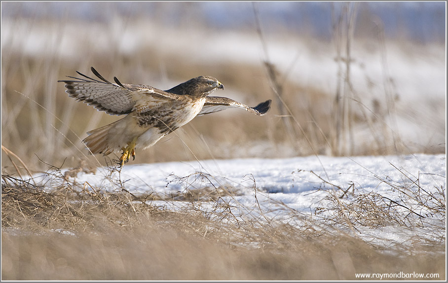 Red-tailed Hawk Lift Off