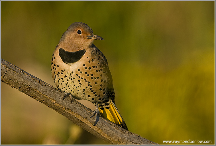 Northern Flicker