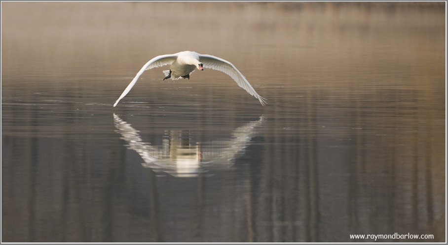 Mute Swan Attacking