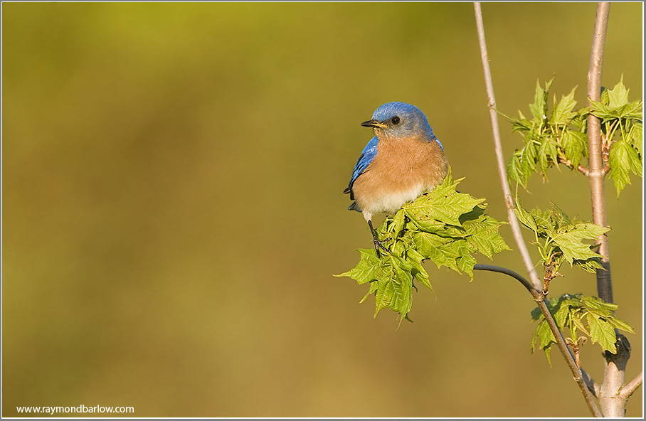  Eastern  Bluebird