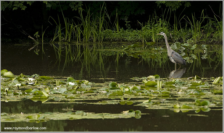 Great Blue Heron