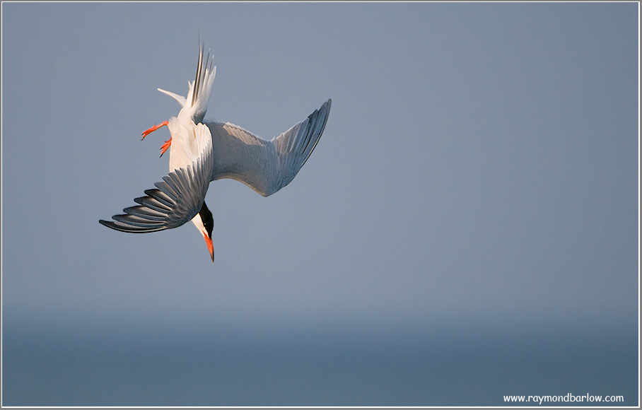 Common tern in a Dive