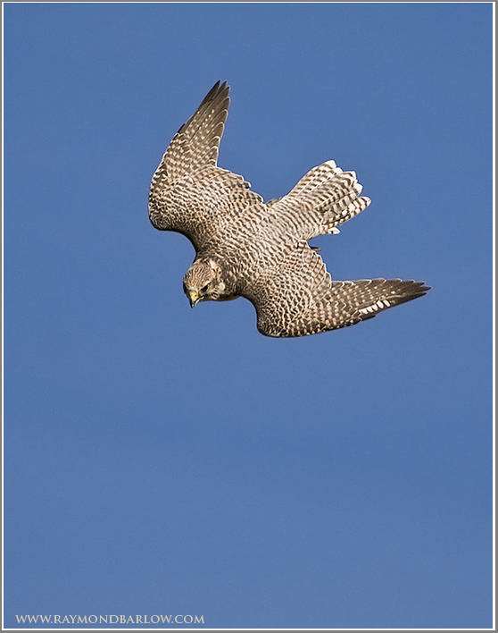 Gyr Falcon   (captive)