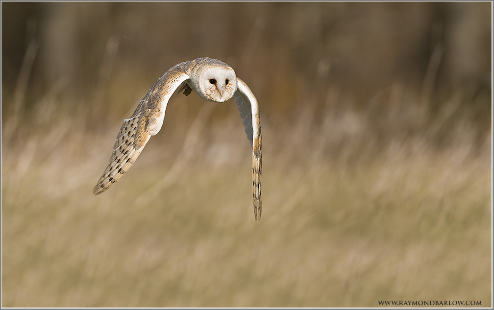 Barn Owl   (captive)