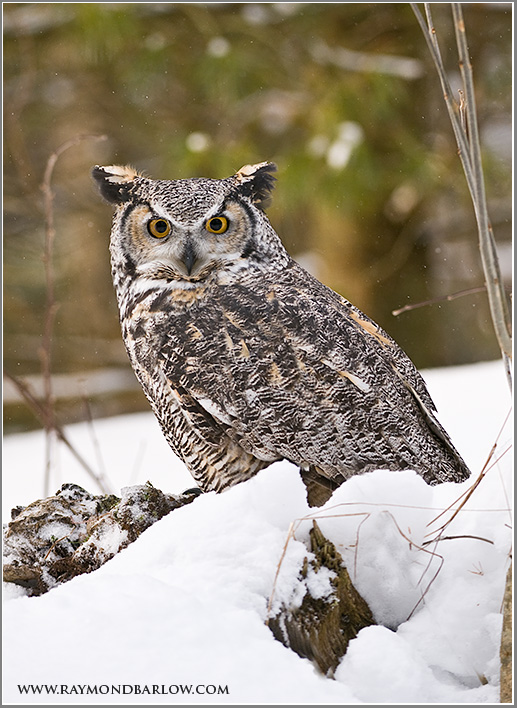 Great Horned Owl (Captive)