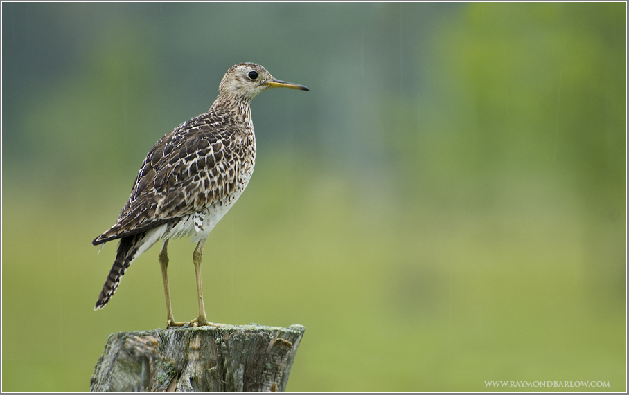 Upland Sandpiper