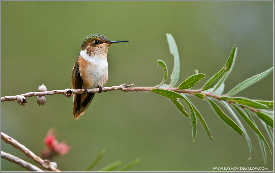 Hummingbird