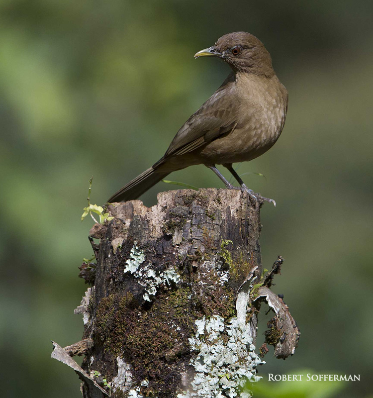 Clay colored robin