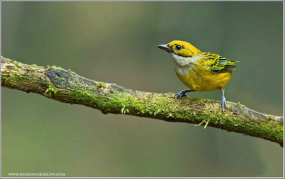 Silver-throated Tanager