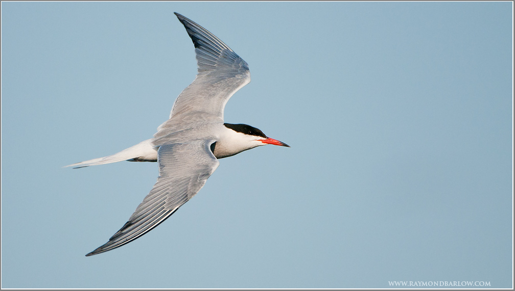Common Tern in Flight