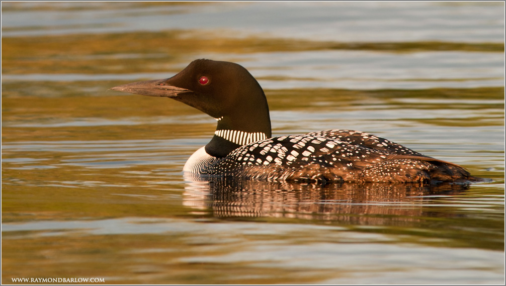 Bobcaygeon Loon 2