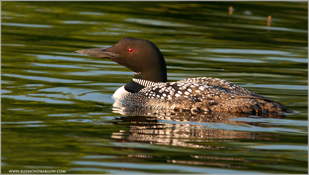  Bobcaygeon Loon