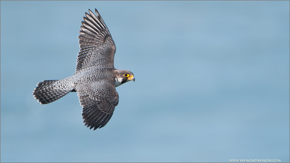  Peregrine in Flight 
