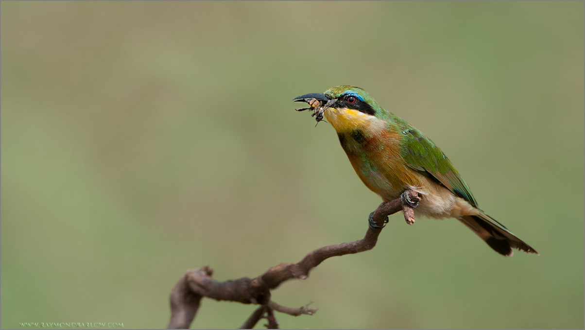 Little Bee Eater 