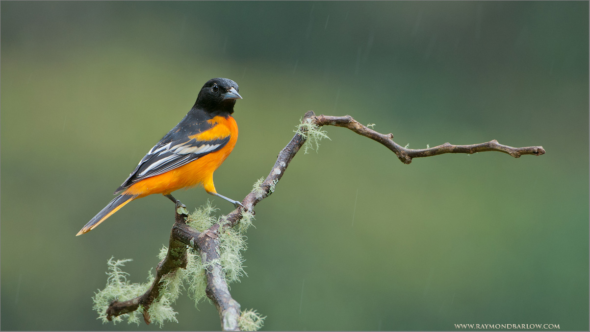 Baltimore Oriole