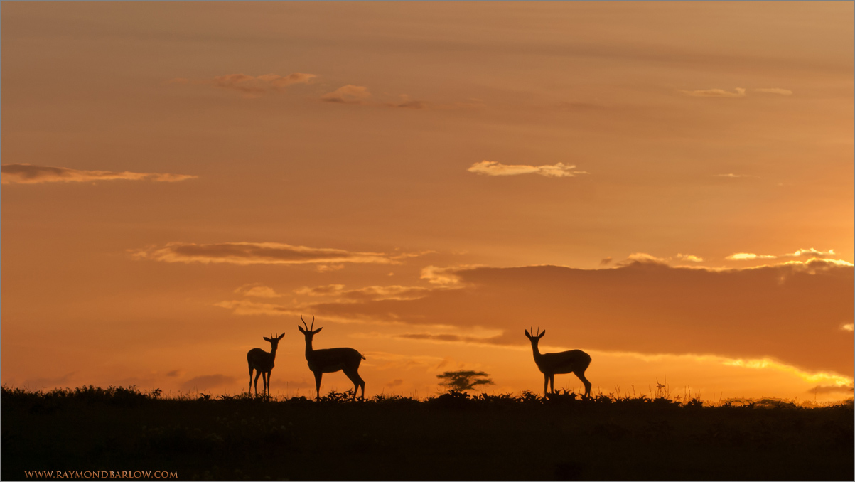 Sunset on the Serengeti