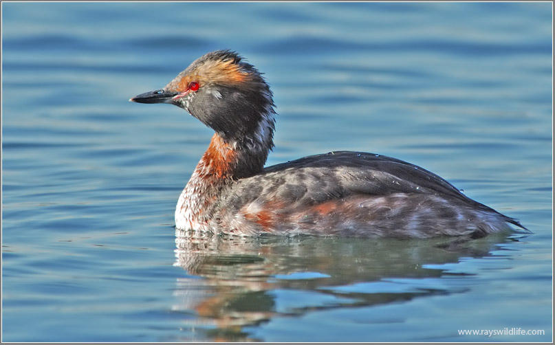 Horned Grebe 2