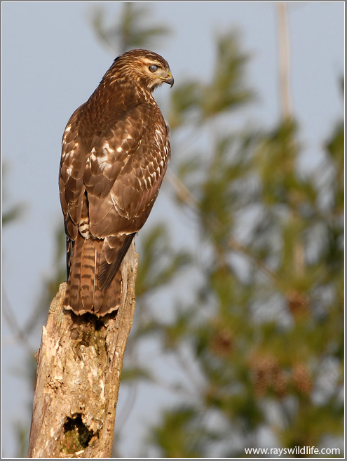 Red-tailed Hawk 17