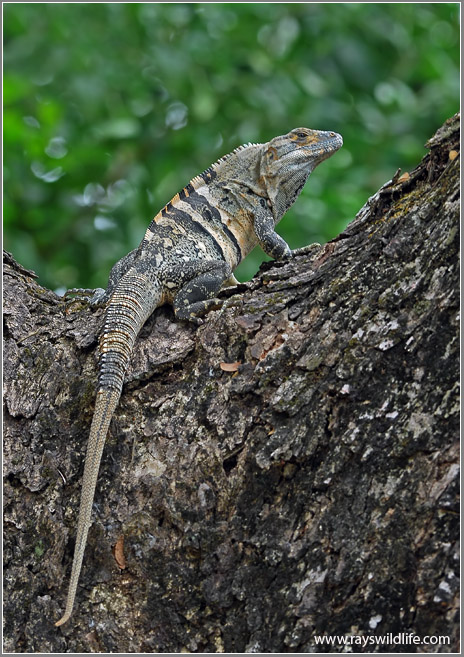Black Spiny Tailed-Iguana 3
