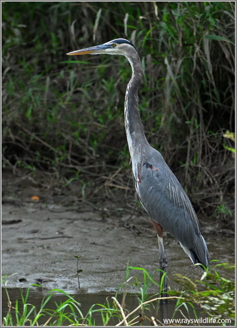 Great Blue Heron 23