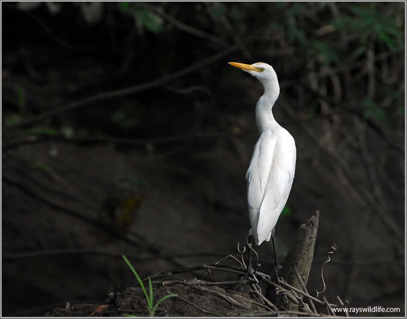 Cattle Egret 4