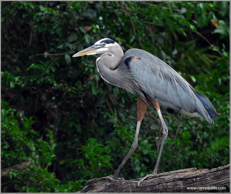 Great Blue Heron  49