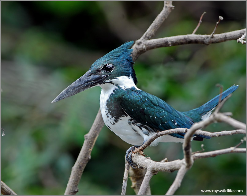 Amazon  Kingfisher 4