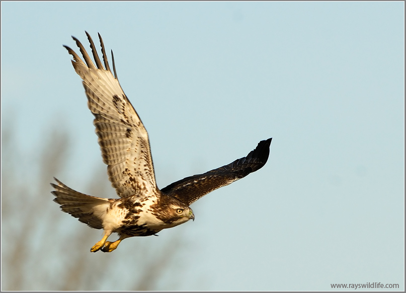 Red-tailed Hawk 59