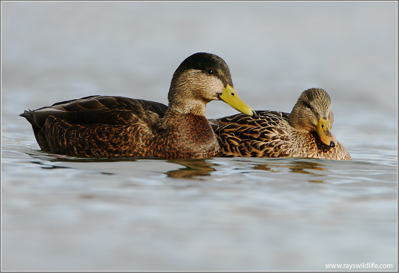 Mallard Couple 41