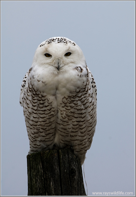 Snowy Owl 9