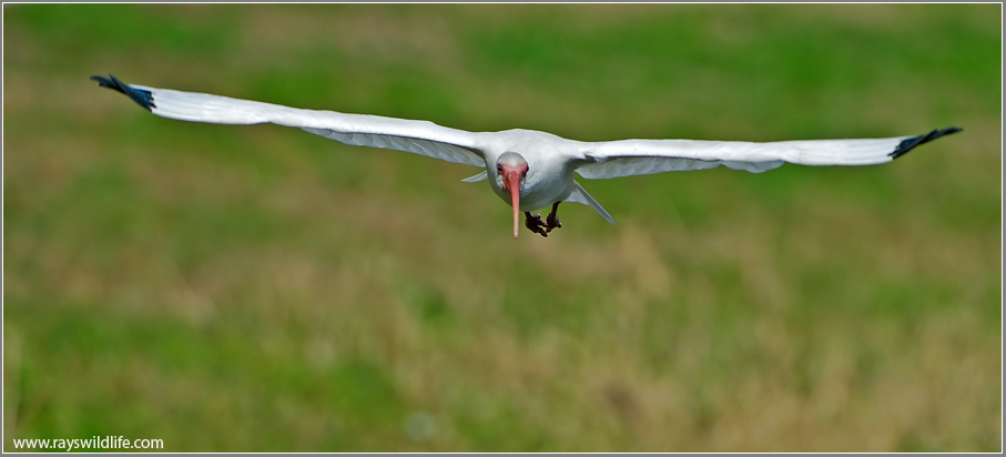 White Ibis 8