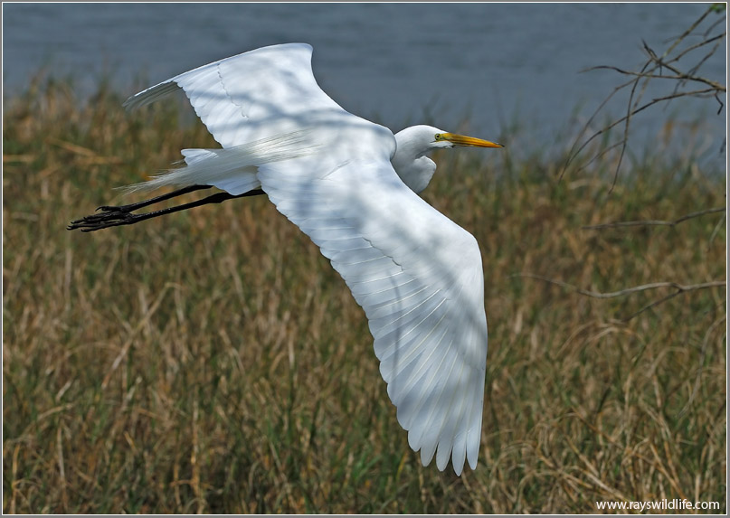 Great Egret 19