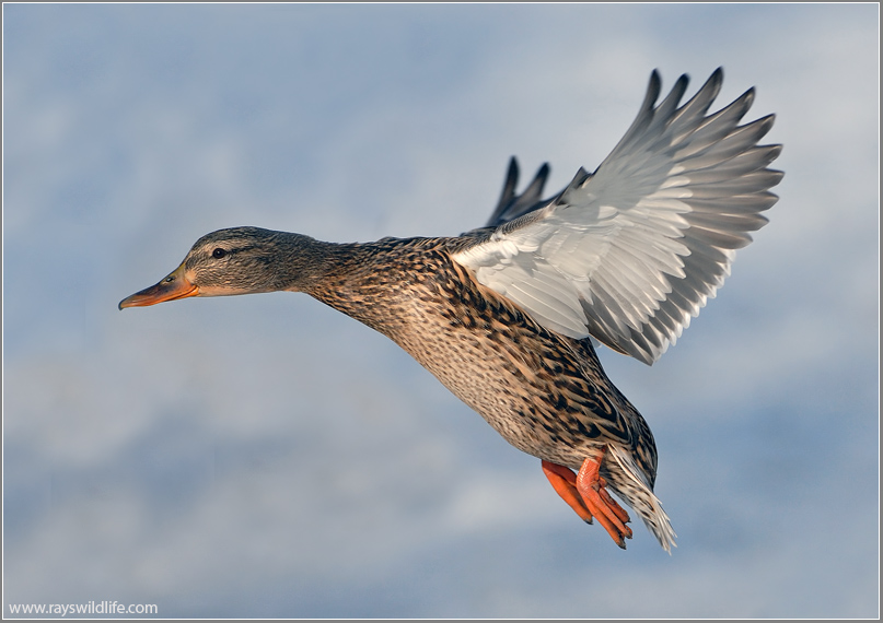 Female Mallard 22