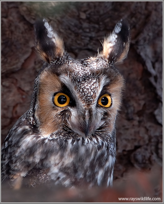 Long-eared Owl 6