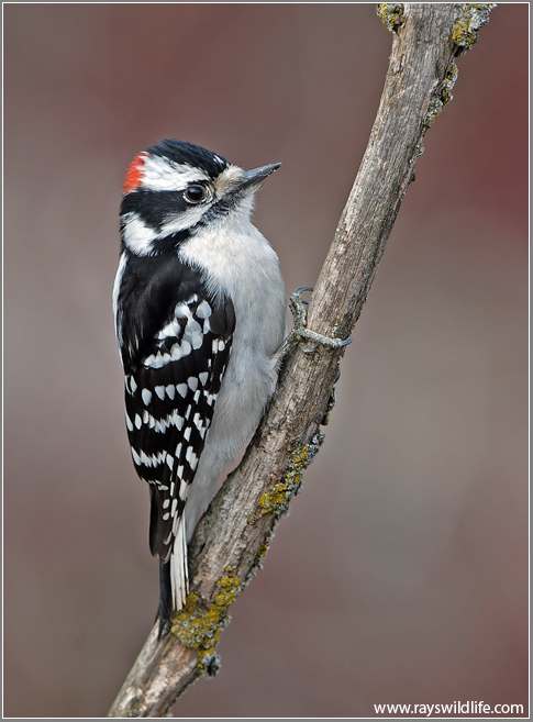 Downy Woodpecker 7