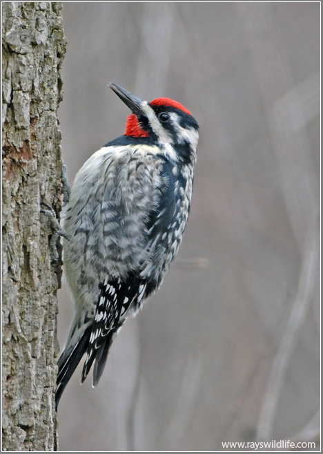 Yellow-bellied Sapsucker 3