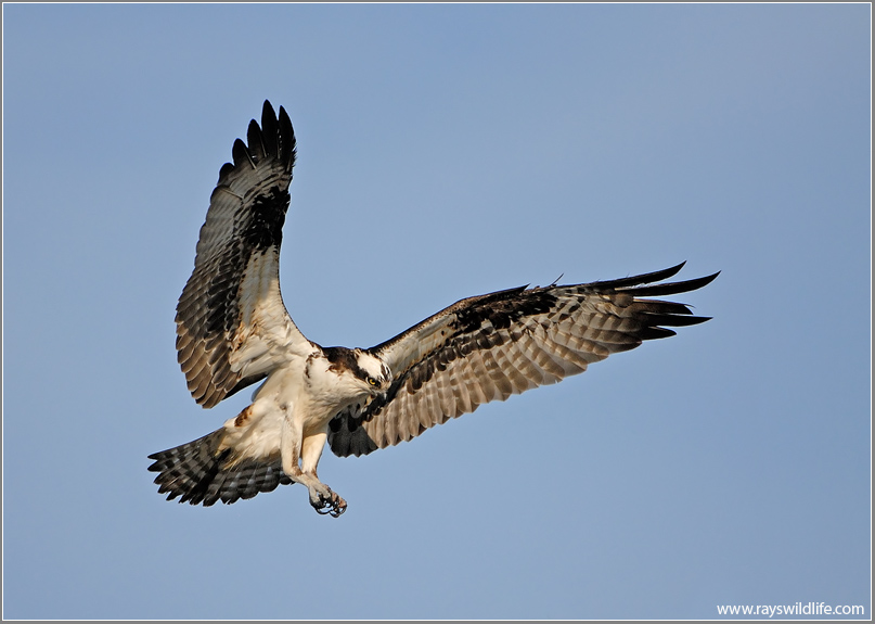 Osprey 25