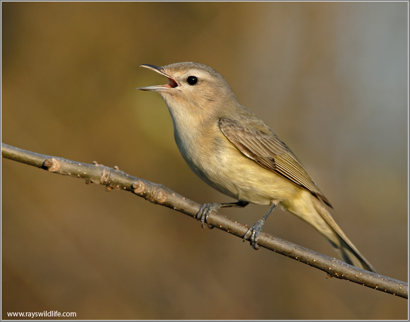 Warbling Vireo 7