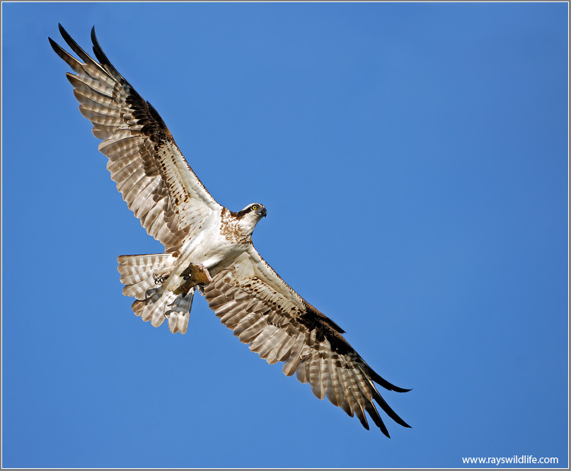 Osprey 40