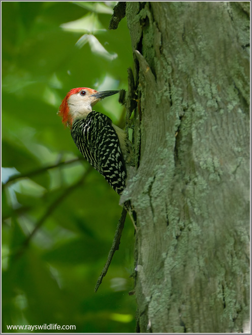 Red-bellied Woodpecker 1