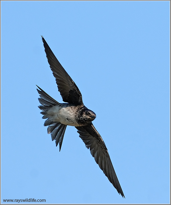 Purple Martin 5